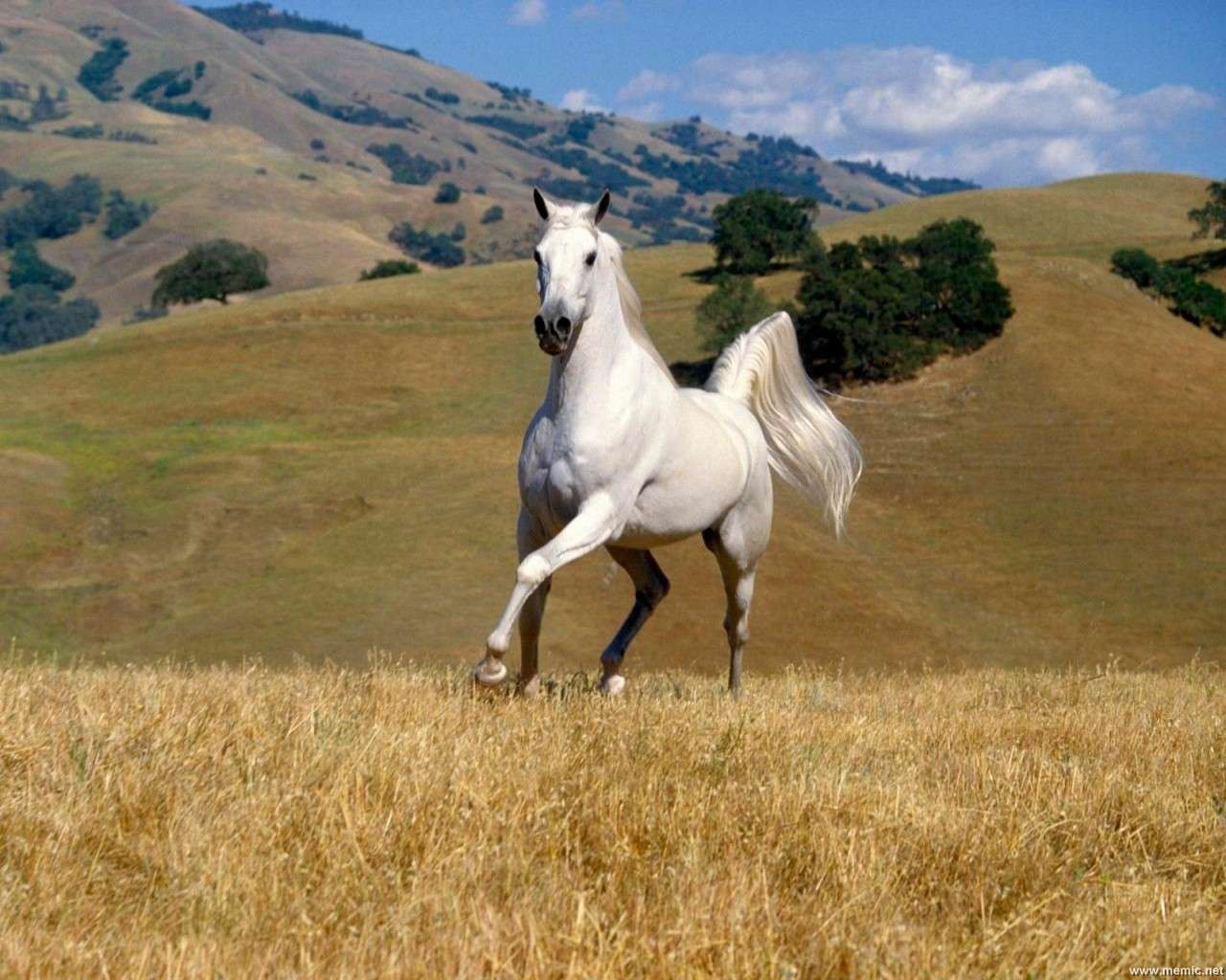 Mustang Gold Slot Machine: dove giocare, bonus e giri gratis