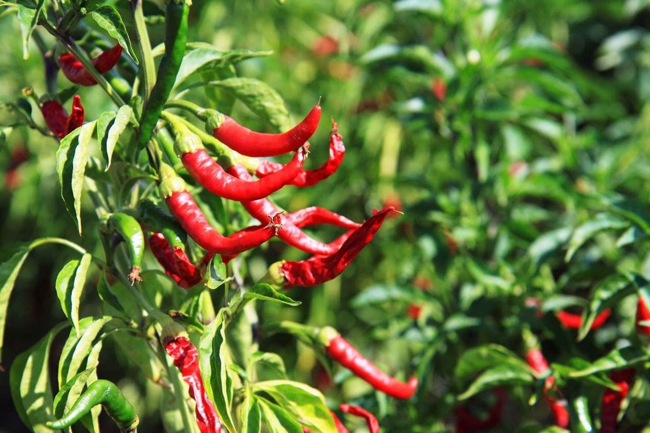 Red Chilli Wins Slot Machine: dove giocare, i migliori siti