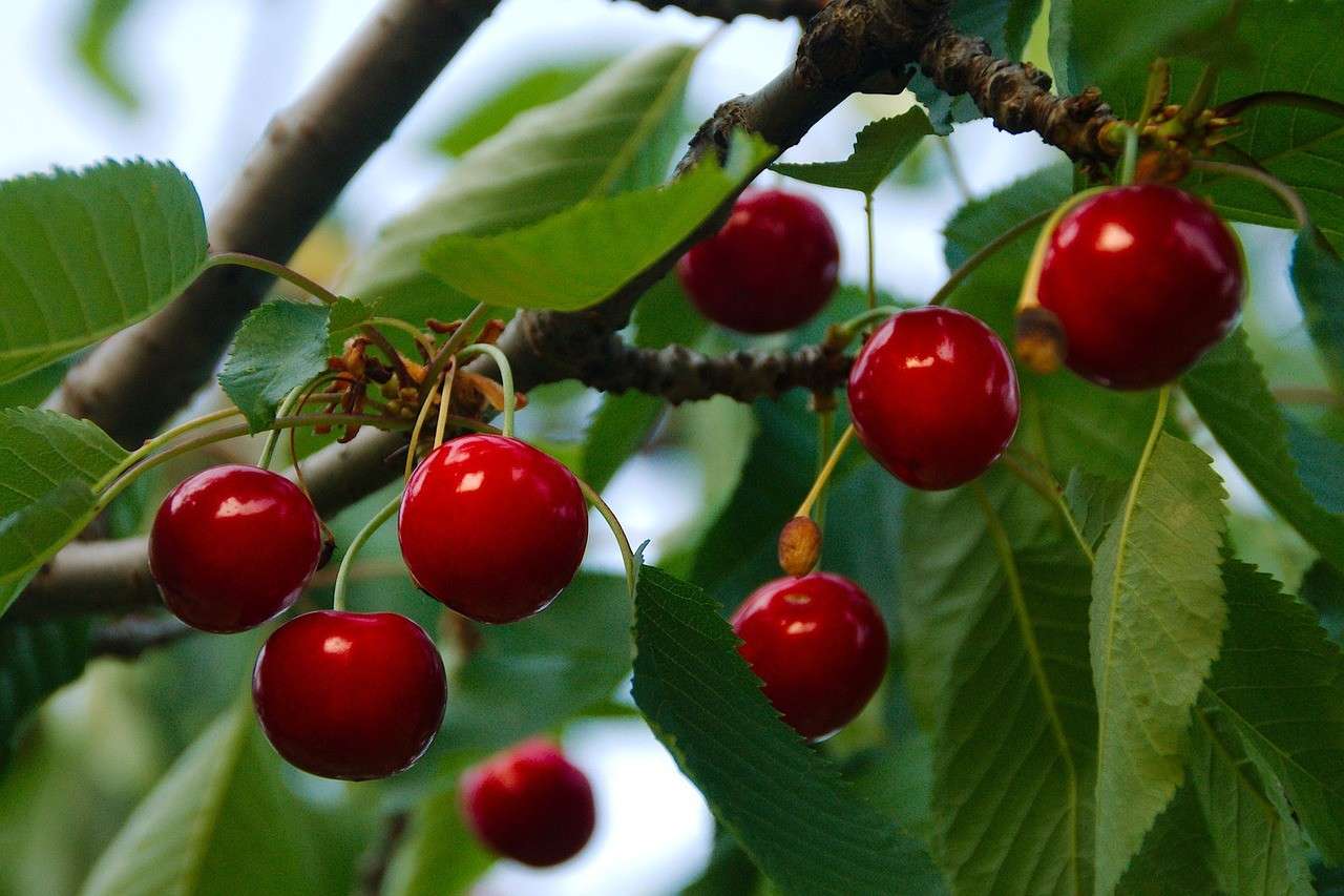 Fruit Zen slot machine: dove giocare gratis online