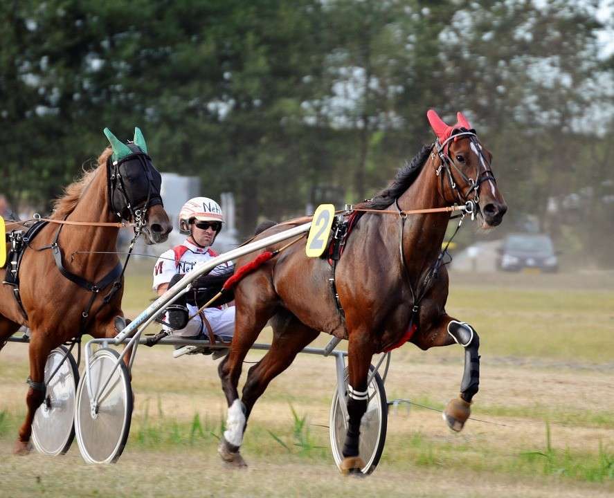 corsa cavallo, trotto